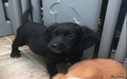 Sprocker dogs for sale: Sprocker pups  - Image 10