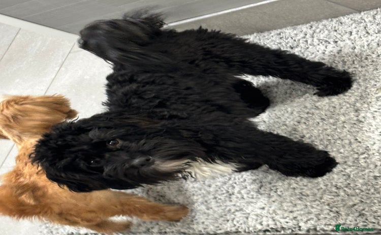 Shihpoo dogs - Advert 1