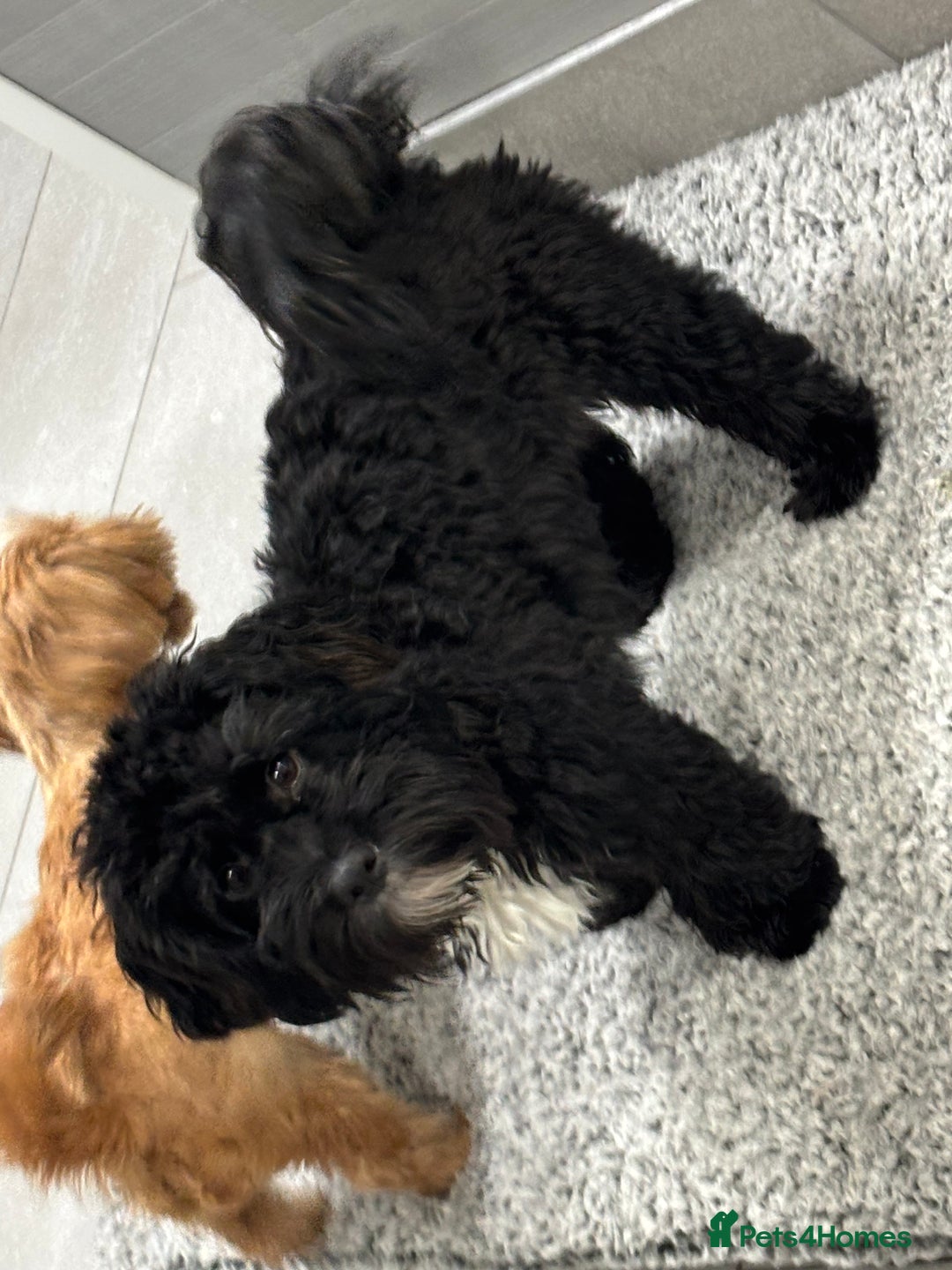Shihpoo dogs for sale: Shihpoo  - Image 1