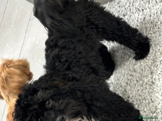 Shihpoo dogs - Advert 2