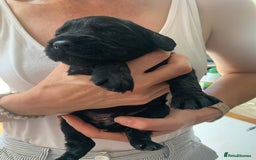 Sprocker dogs for sale: Gorgeous sprocker spaniel puppies  - Image 10