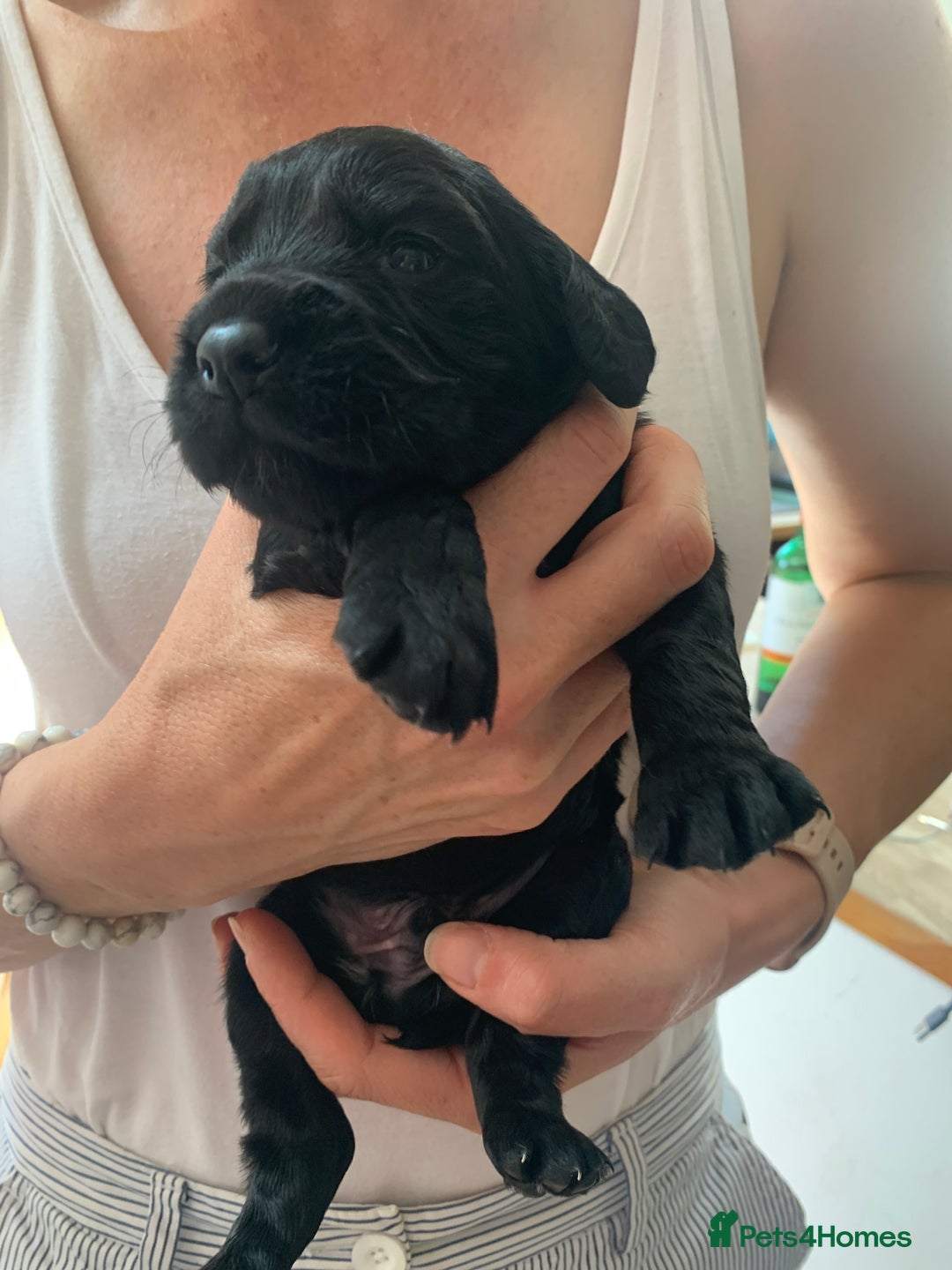 Sprocker dogs for sale: Gorgeous sprocker spaniel puppies  - Image 10