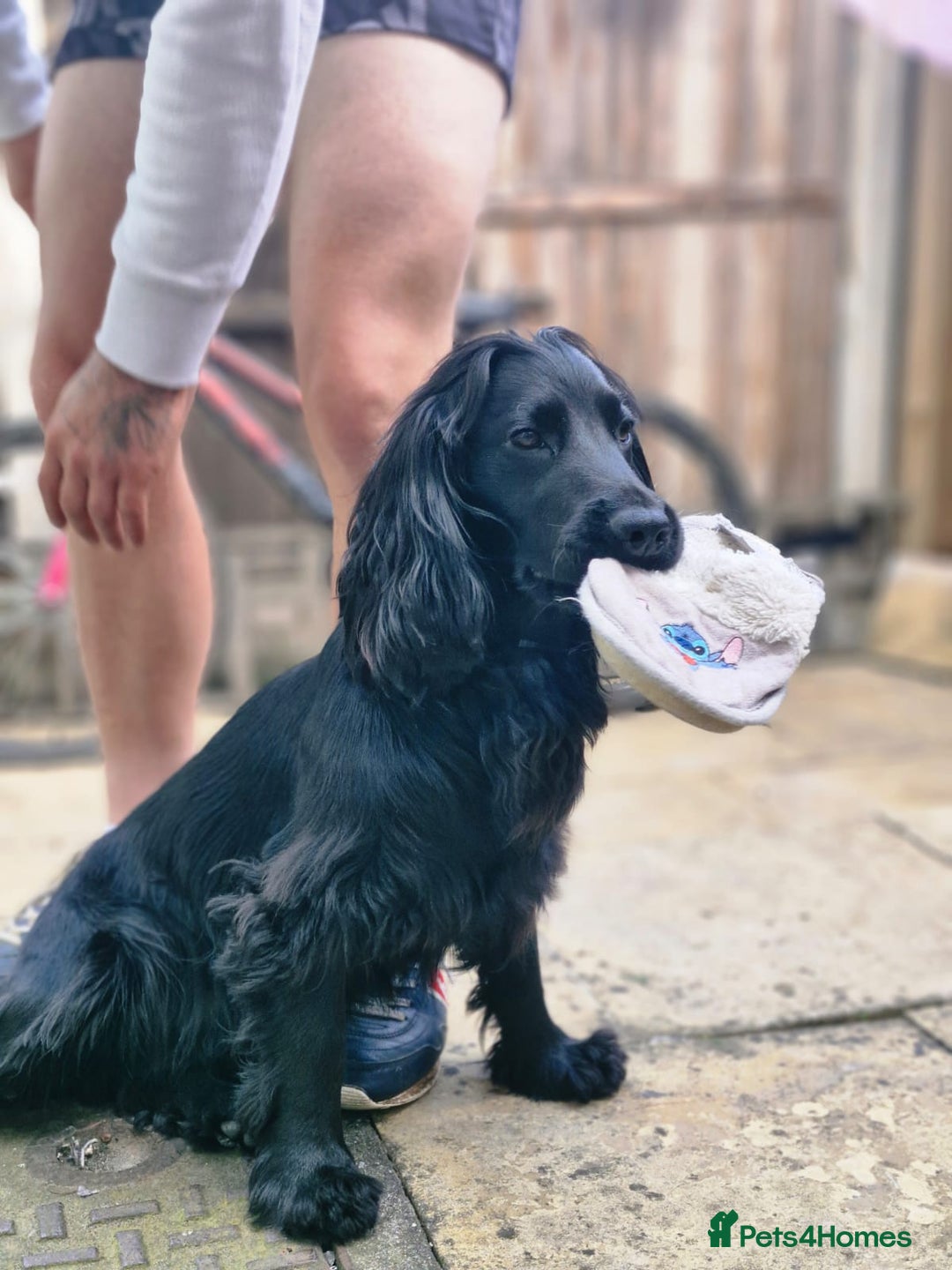 Cocker Spaniel dogs for sale: Kacper  - Image 3