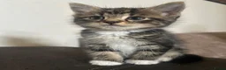 Mixed Breed cats for sale: 3 adorable tabby boys  - Advert 3