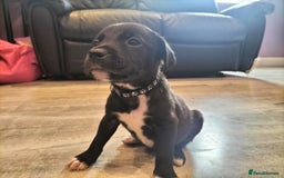 Mixed Breed dogs for sale: Ready in 11 days! 9x LABRADOR X STAFFY  - Image 10