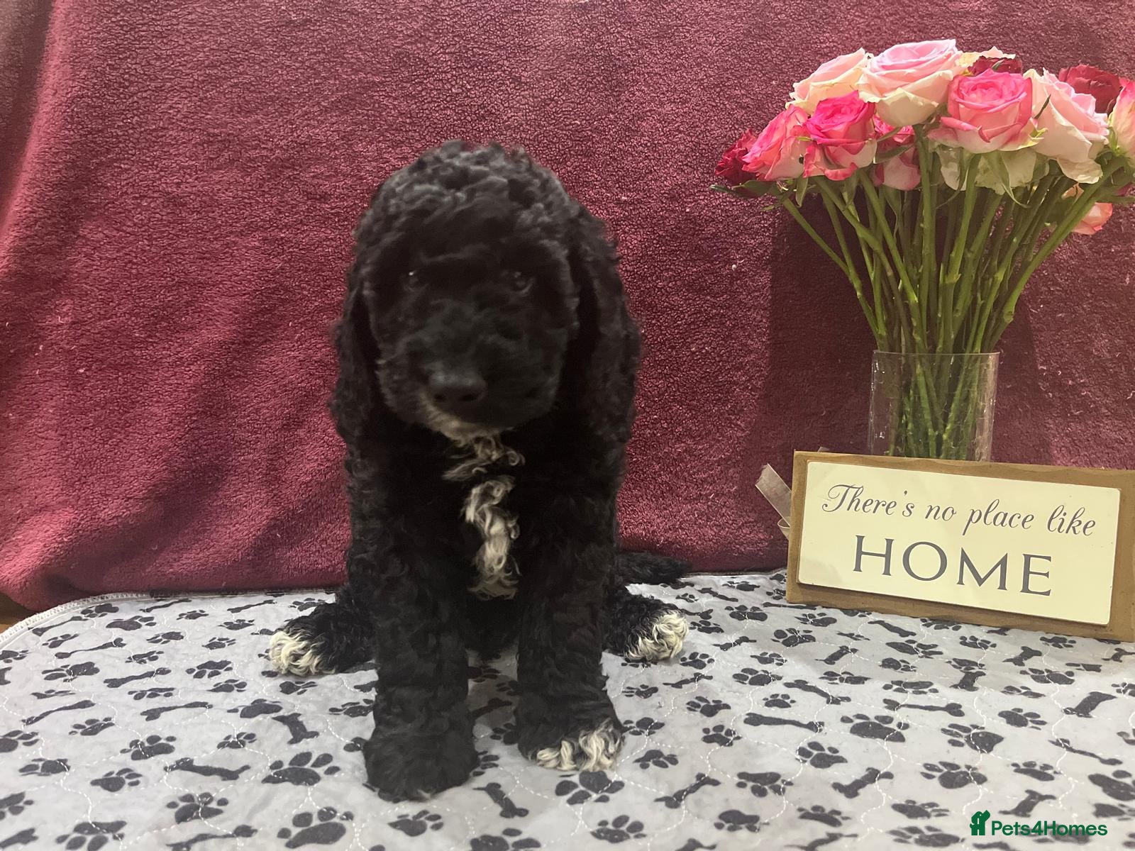 Cockapoo dogs Beautiful cockapoo puppies! - Advert 4