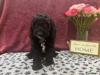 Cockapoo dogs Beautiful cockapoo puppies! - Advert 1