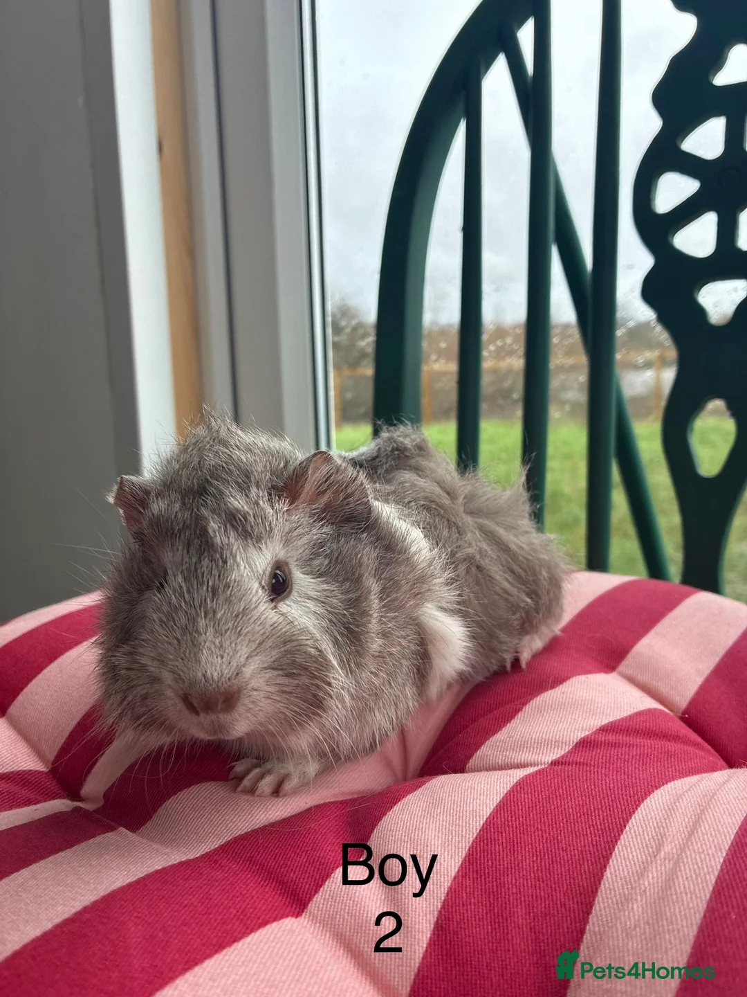 Guinea Pig rodents for sale: Baby guinea pigs for sale  - Advert 5