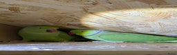Ringnecks birds for sale: Bonded pair of ringnecks - Advert 1