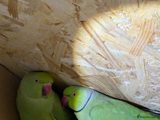 Ringnecks birds Bonded pair of ringnecks - Advert 1