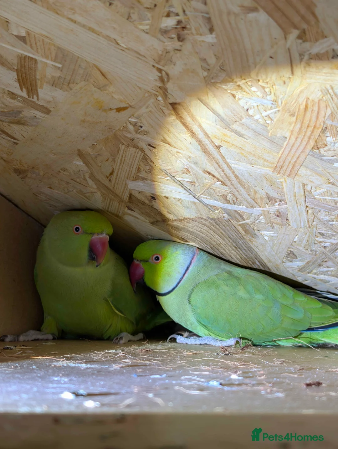 Ringnecks birds for sale: Bonded pair of ringnecks - Advert 1