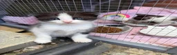 Mixed Breed cats for sale: Beautiful kittens for sale  - Advert 13