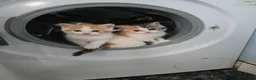 Scottish Fold cats for sale: Lovely Scottish fold/straight Kittens for sale  - Advert 3