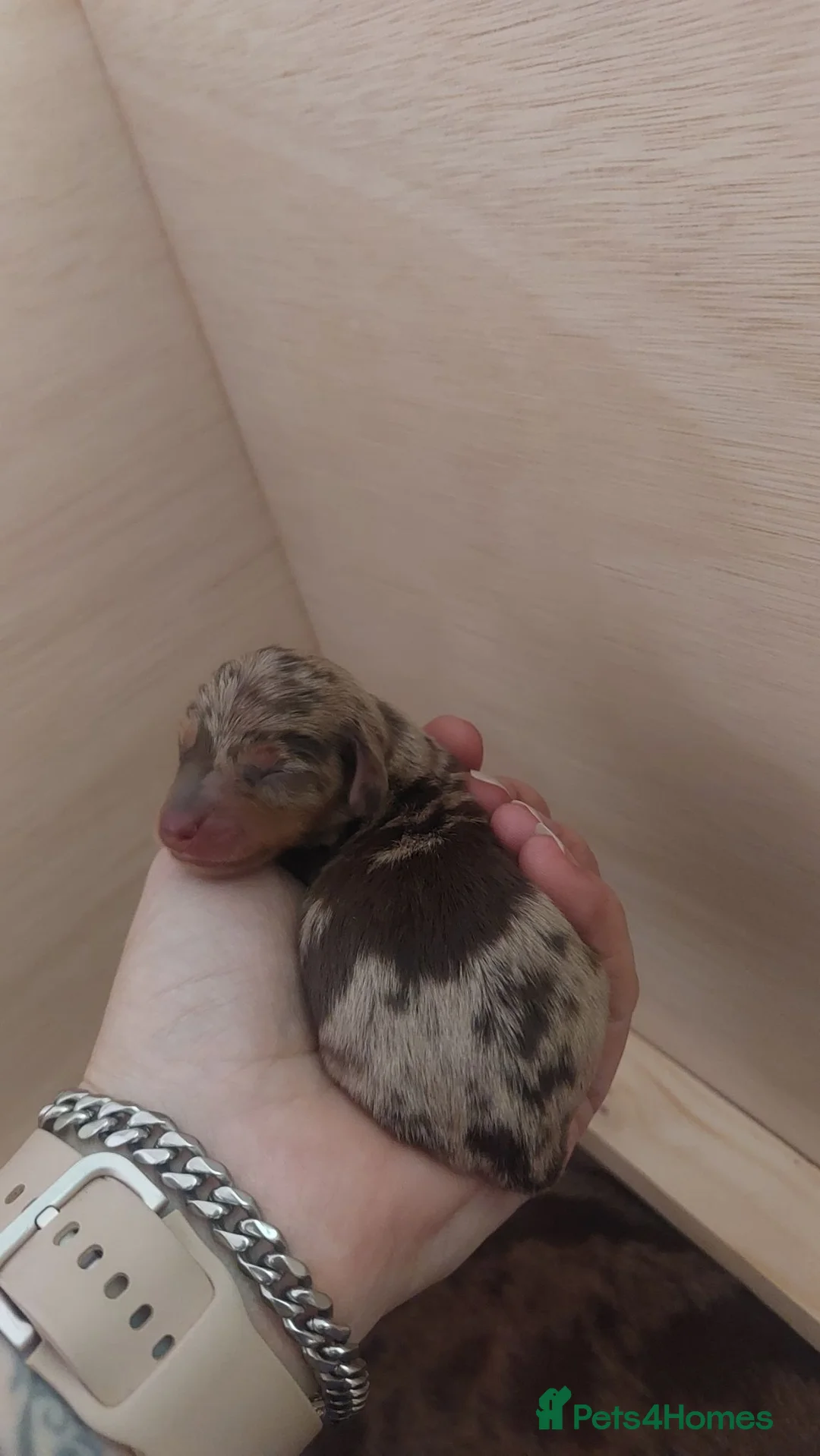Miniature Dachshund dogs for sale: Short haired miniature dachshund puppies - Advert 5
