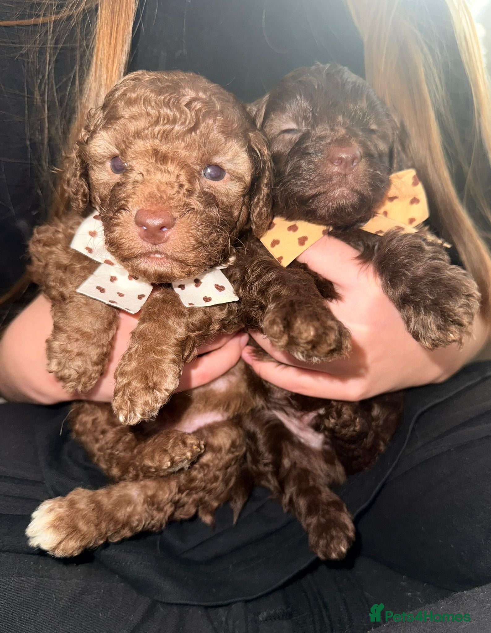 Cavapoo dogs Beautiful fluffy bears  - Advert 4