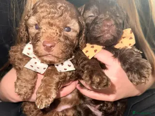 Cavapoo dogs Beautiful fluffy bears - Advert 4