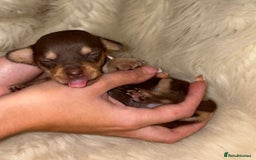 Chiweenie dogs for sale: Gorgeous Mini Dachshund X Puppies🐾 - Advert 25