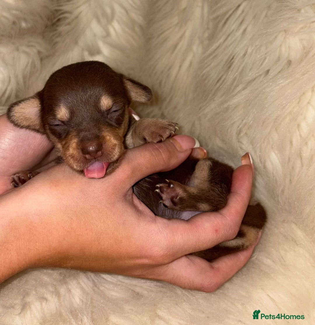 Chiweenie dogs for sale: Gorgeous Mini Dachshund X Puppies🐾 - Advert 25