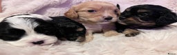 Cavapoo dogs for sale: Beautiful F1B REVERSE Cavapoos - Advert 22