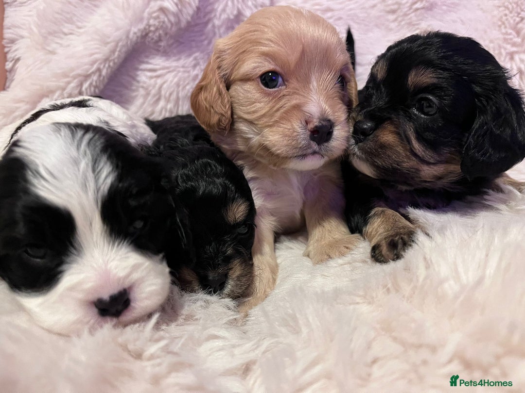 Cavapoo dogs for sale: Beautiful F1B REVERSE Cavapoos - Advert 22
