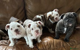 English Bulldog dogs for sale: Here come the Girls - Image 1