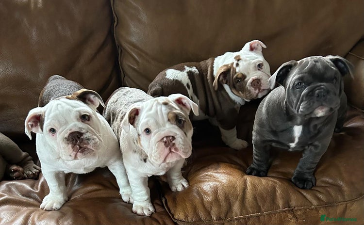 English Bulldog dogs - Advert 1