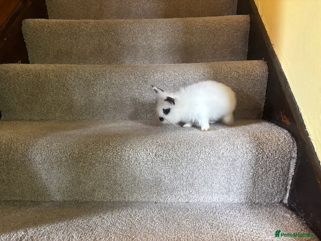 Mixed Breed rabbits for sale: Dwraf bunnies for sale  - Advert 19