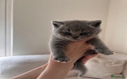 British Shorthair cats for sale: Charming GCCF British Shorthair Kittens 🐈‍⬛  - Image 29