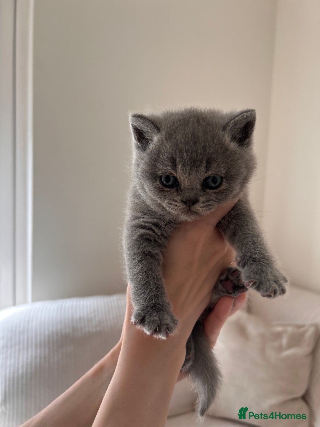British Shorthair cats for sale: Charming GCCF British Shorthair Kittens 🐈‍⬛  - Image 29
