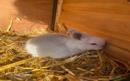 Lionhead rabbits for sale: Lionhead bunny - Image 10