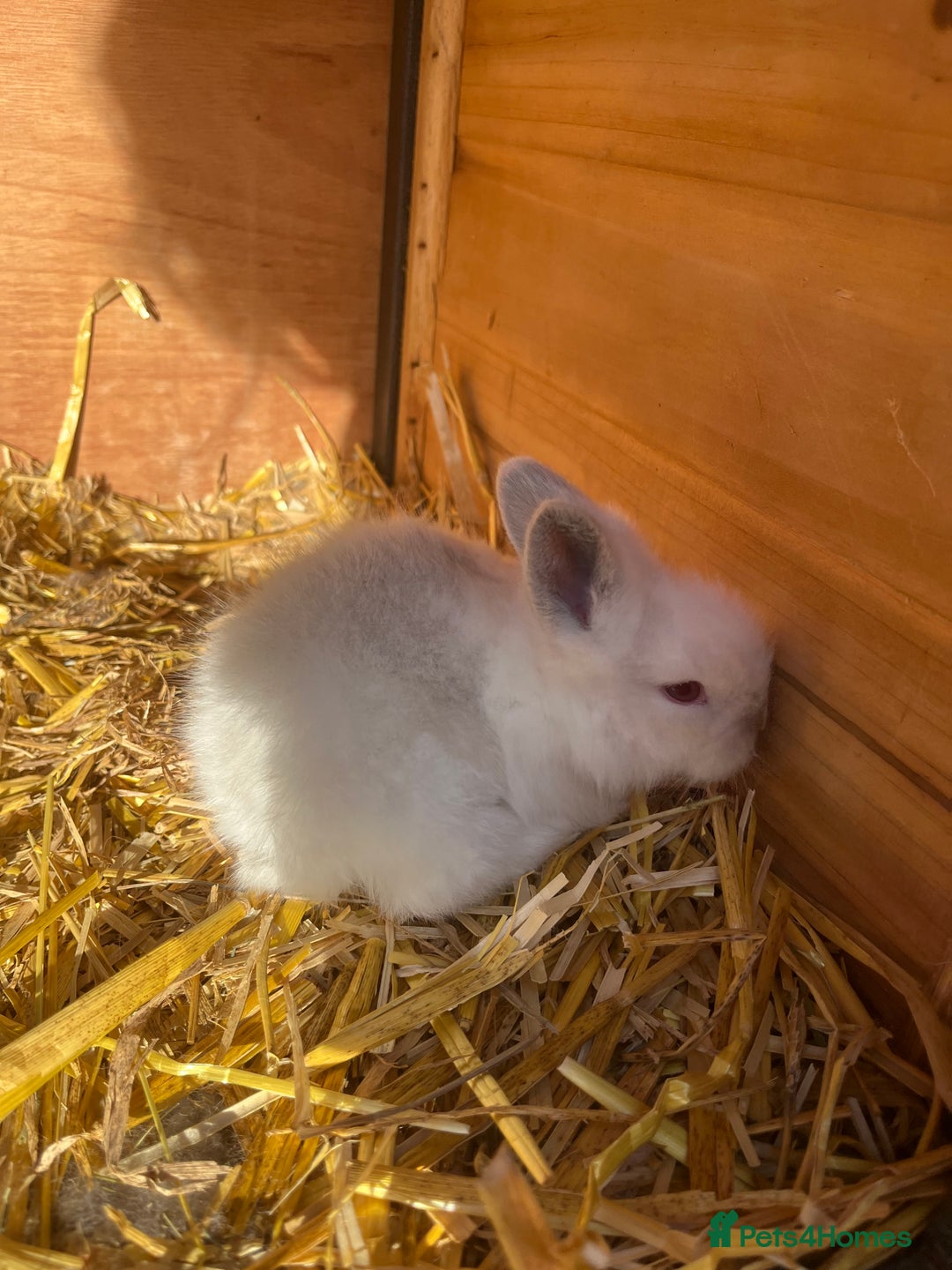 Lionhead rabbits for sale: Lionhead bunny - Image 10