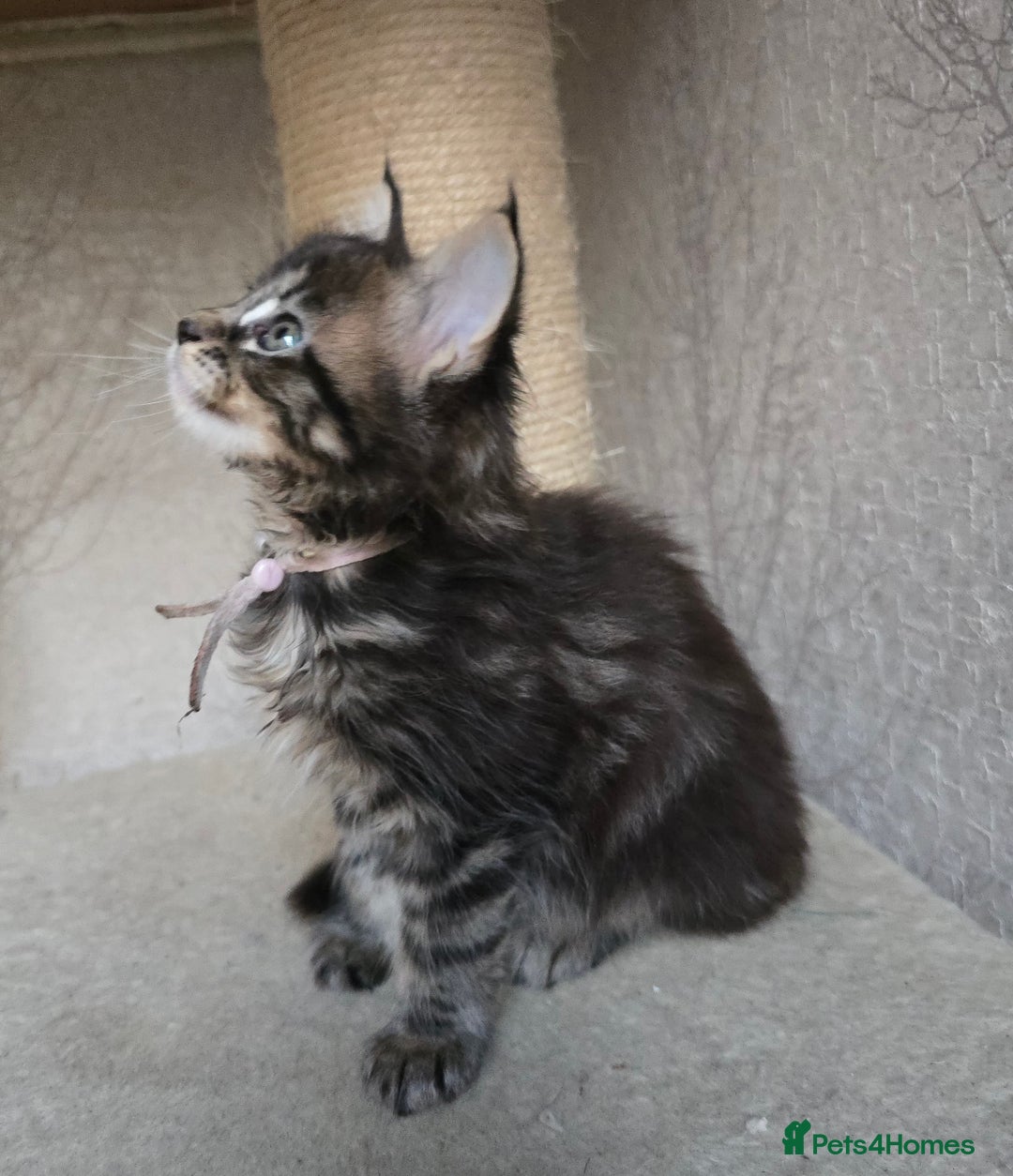 Maine Coon cats for sale: Beautiful TICA Pedigree Maine Coon Kittens - Advert 21