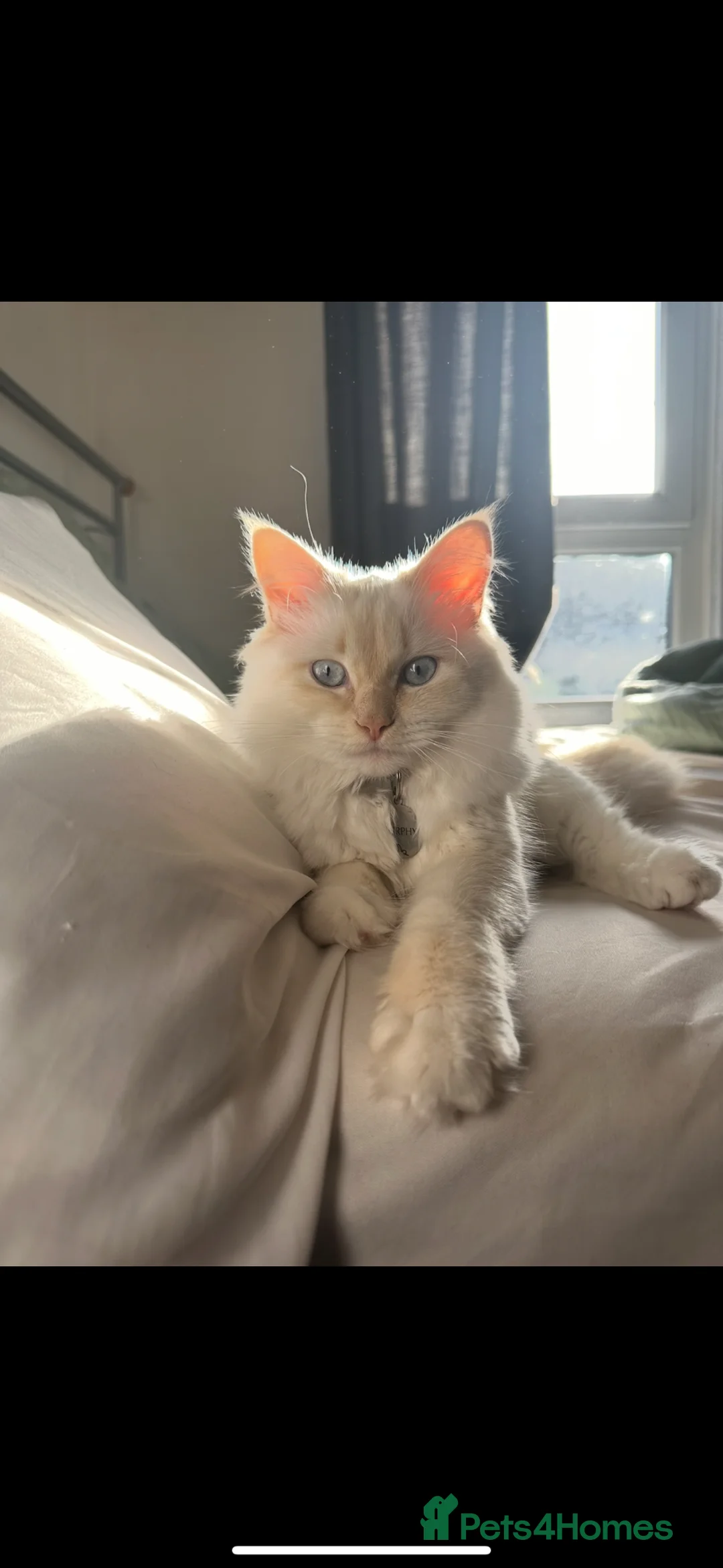 Ragdoll cats for stud: Flame point ragdoll stud - Advert 2