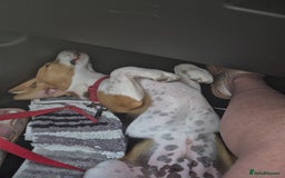 Beagle dogs for sale: 9 mouths old puppy beagle  - Image 9