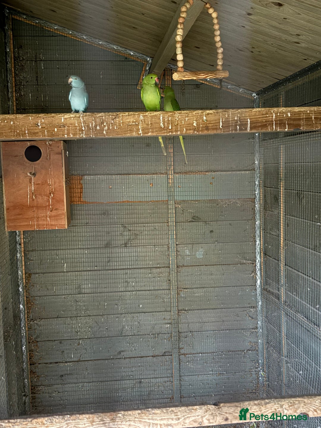Ringnecks birds for sale: Baby ringneck for sale - Advert 5