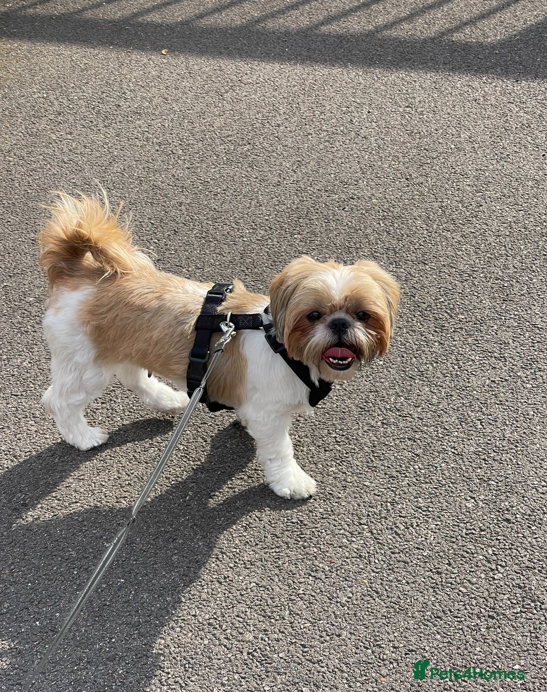 Shih Tzu dogs for sale: Beautiful Boy ready to go home!  - Advert 6