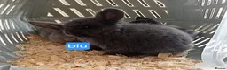 Mini Lop rabbits for sale: 4 adorable babies  - Advert 6