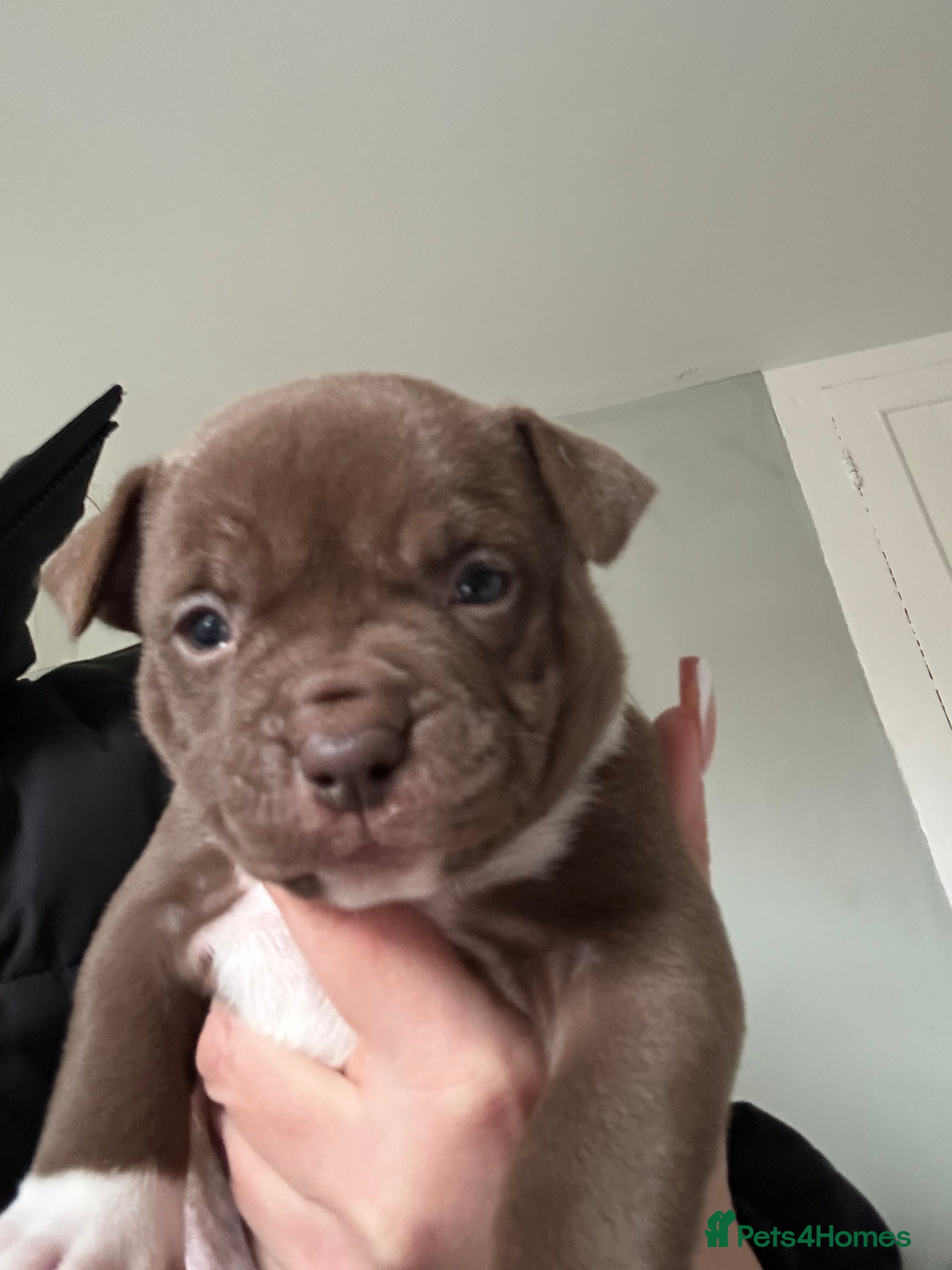 American Bully dogs American pocket bullys LAST GIRL REDUCED  - Advert 1
