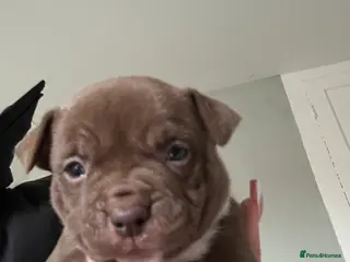 American Bully dogs American pocket bullys LAST GIRL REDUCED - Advert 1