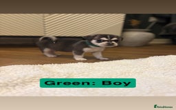 Mixed Breed dogs for sale: Beautiful Pug × Bichon Frise Puppies – Ready 08/12 - Advert 2