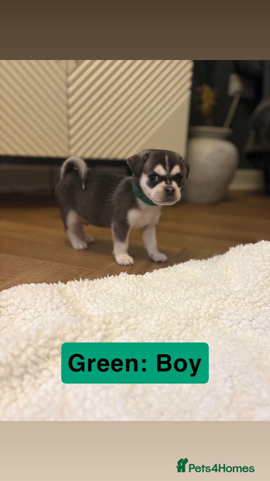 Mixed Breed dogs for sale: Beautiful Pug × Bichon Frise Puppies – Ready 08/12 - Advert 2