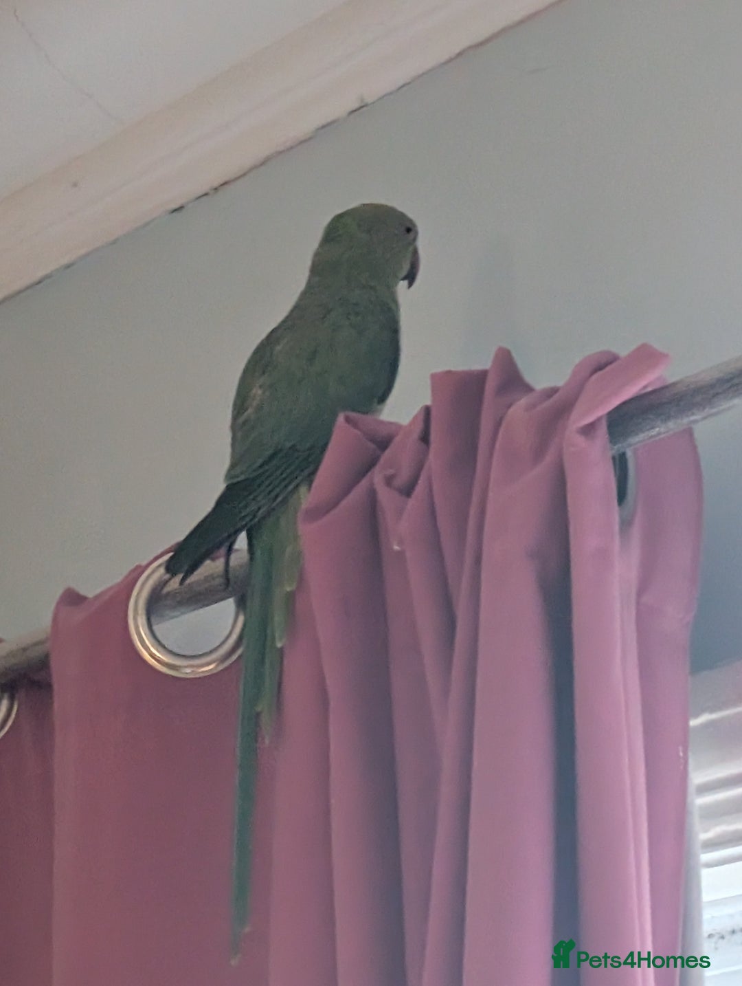 Ringnecks birds for sale: Green ring neck -Free to the right home - Advert 4