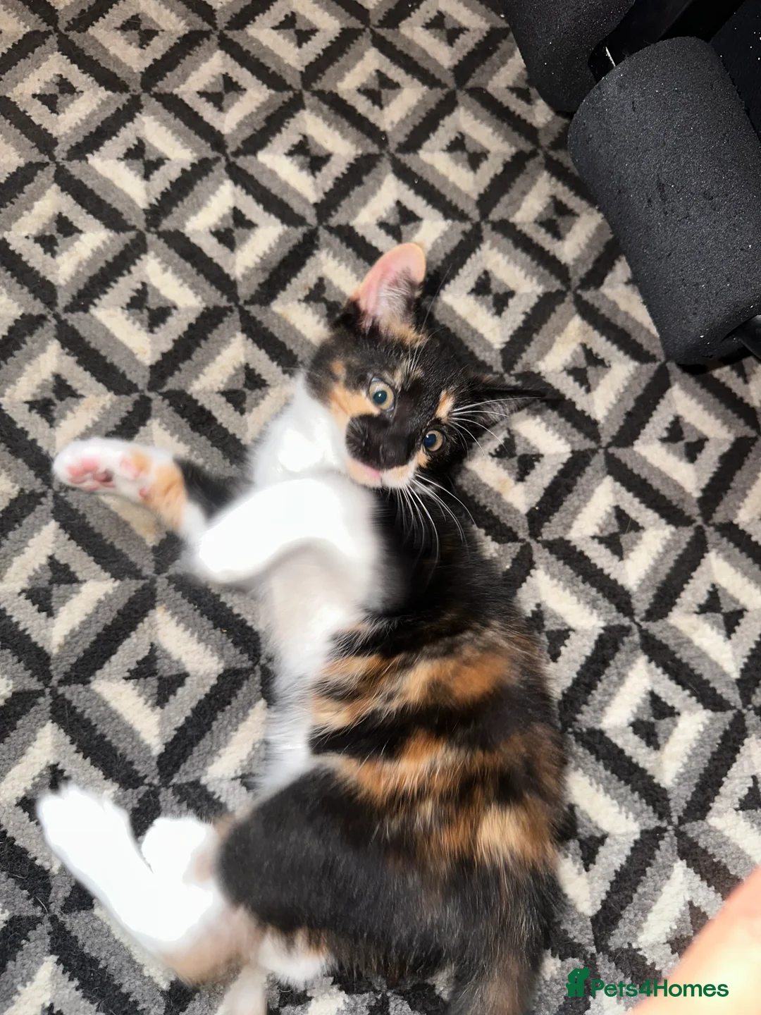 Mixed Breed cats for sale: Baby Mochi and Micah ❤️❤️ - Advert 2