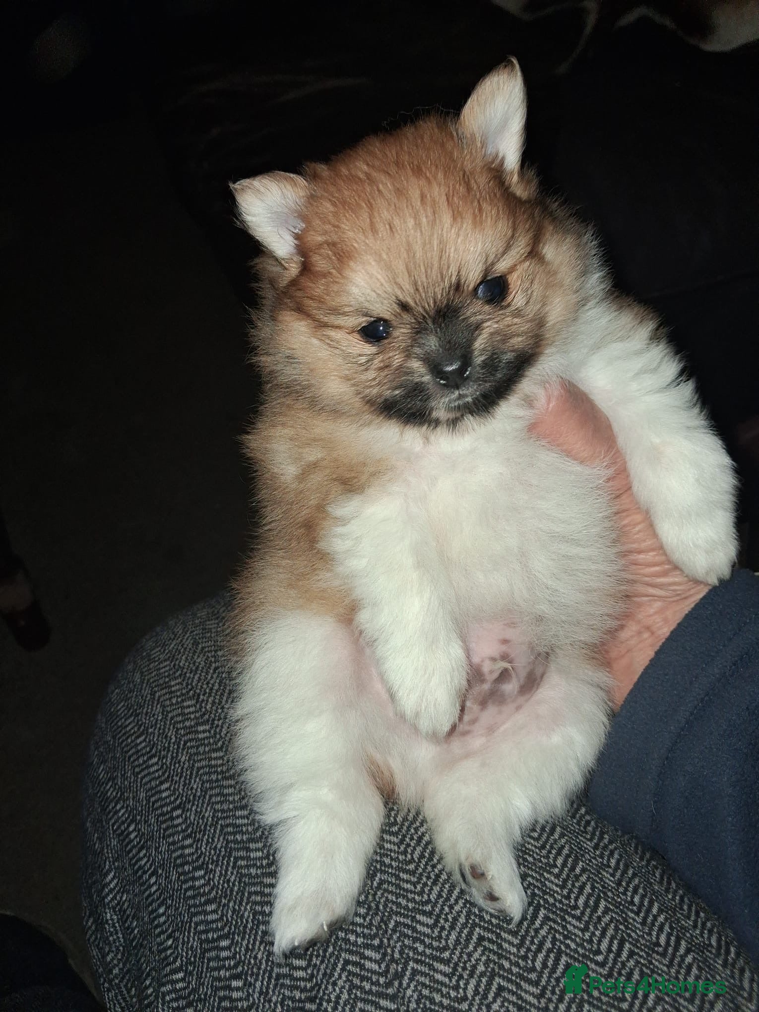 Pomeranian dogs “Chase” a very special Pom Puppy  - Advert 1
