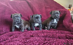 Patterjack dogs for sale: Patterjack Pups - Image 7