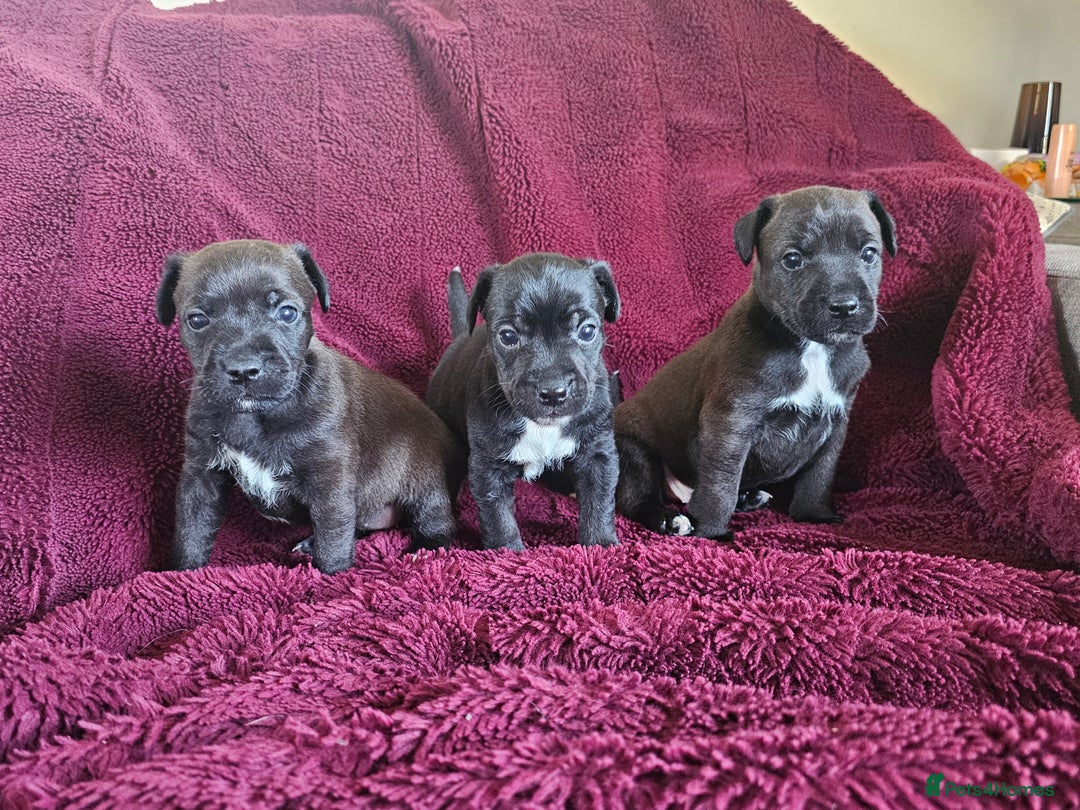 Patterjack dogs for sale: Patterjack Pups - Image 7
