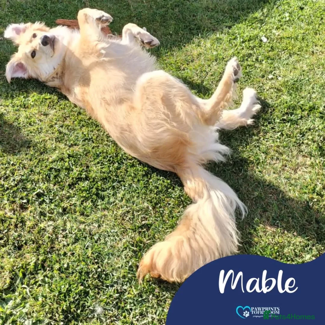 Mixed Breed dogs for adoption: Meet Mable, currently residing in Cheshire  in Nantwich - Advert 1