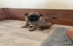 Belgian Shepherd Dog dogs for sale: Top working line puppies  - Image 22