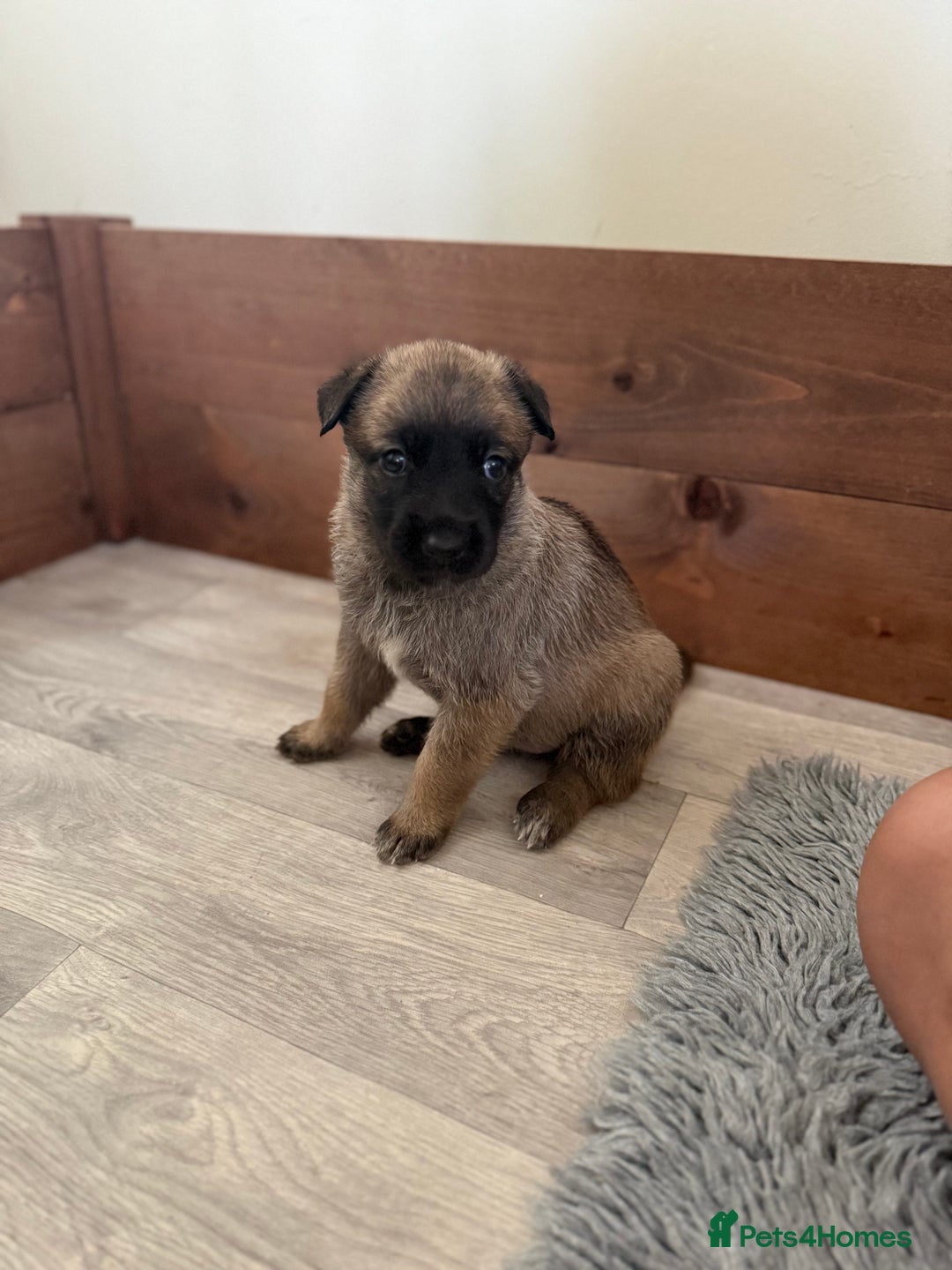 Belgian Shepherd Dog dogs for sale: Top working line puppies  - Image 22