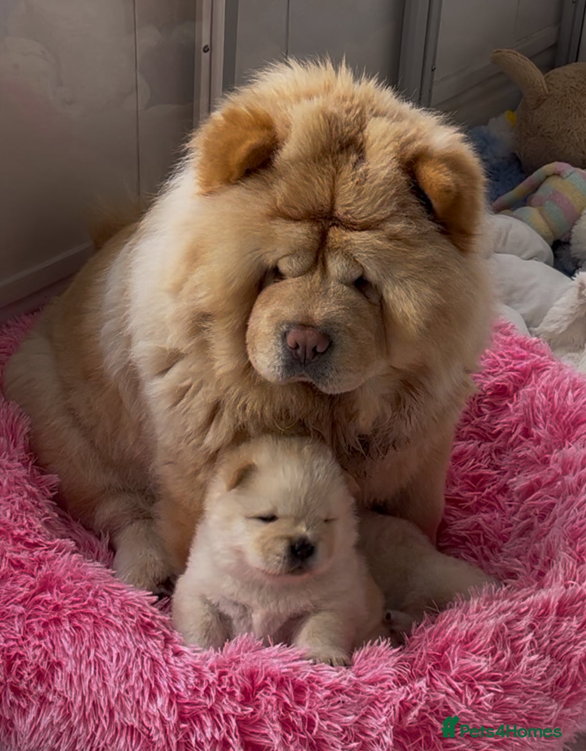 Chow Chow dogs KC chow chow puppies  - Advert 1